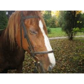 Kötőfék és vezetőszár